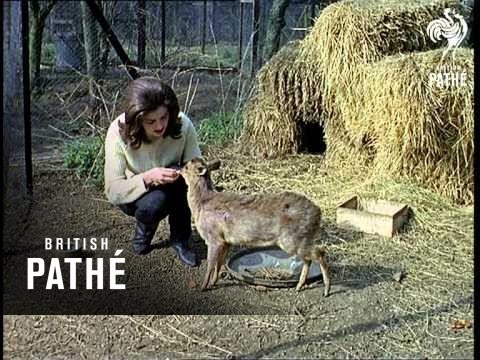 Animal Sanctuary Beware - Other Colour Pics Share This Title (1964)
