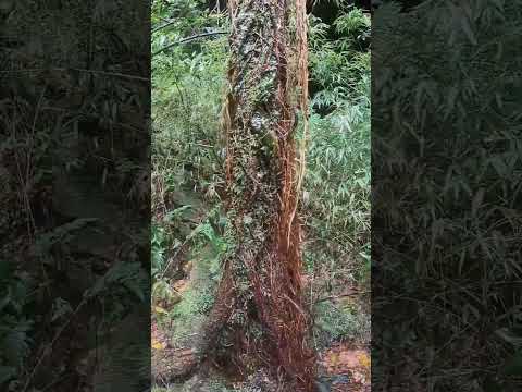 Cueva de la Murciélagos (Paso Centurión, Depto Cerro Largo 🇺🇾)