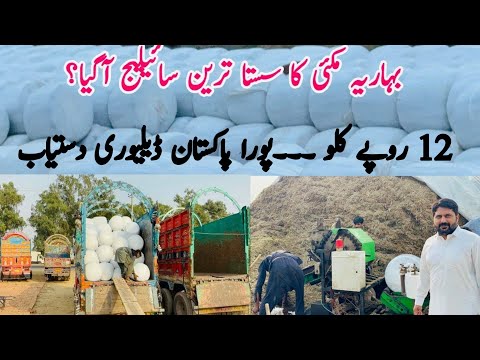 Low Cost Silage Big offers! Pure Corn Silage || Best Quality Silage