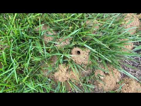 Yard Taken Over by Digger Bees in Helmetta, NJ
