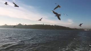 FRÄULEIN HONA - bis der nächste schnee fällt