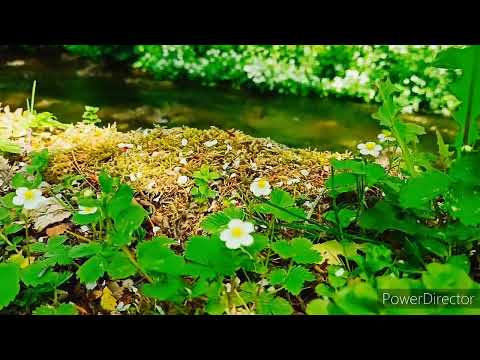 ASMR VIDEO MORNING ROUTINE/UNUSUAL FLOWERS/SOUNDS OF NATURE/MEDICIAL WATER/PLANET EARTH/RESORT