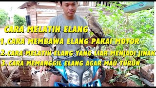 Download lagu TIPS MELATIH ELANG BLACK KITE (SOARING) LIAR DAN YANG SUDAH SKILL TAPI PINDAH TANGAN mp3
