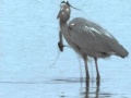 The Heron And The Snake