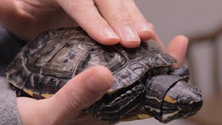 Red-eared slider- Important care tips for your turtle from a vet