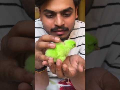 THESE BABY CHICKENS WILL DIE SOON