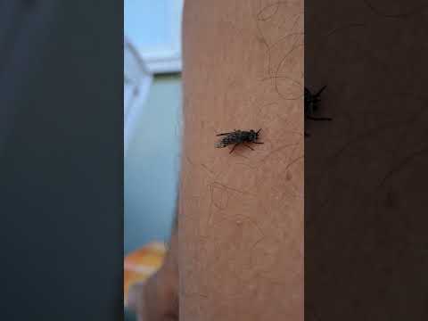 #paarma perskeles 29600 Noormarkku #pureva #hyönteien #verenimijä  #insects #bug #scary