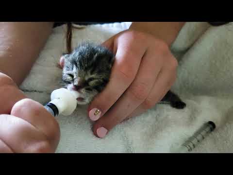 Syringe feeding and burping newborn kitten