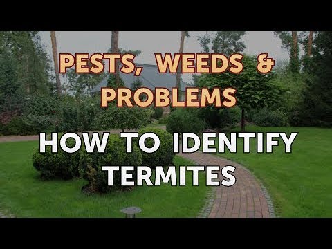 How to Identify Termites