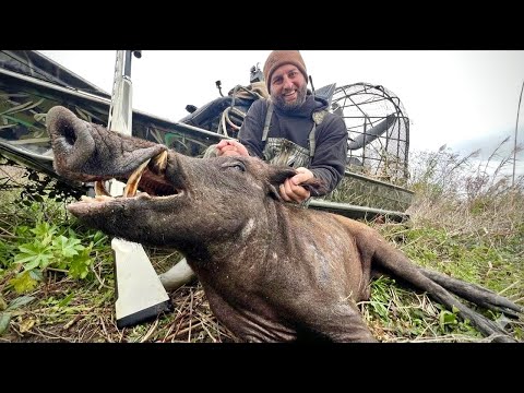 High Speed Hog Elimination from an Airboat (Catch and Cook)