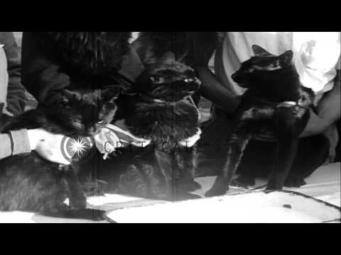 Boris Karlof and Bela Lugosi, noted screen stars judge dark complexioned cats of ...HD Stock Footage