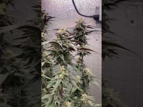 Egyptian Gold by Purple City Genetics • New York Grown #garden #grow #plants