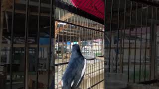 Download lagu Kacer gacor nembak isian WALET #kacer #kacergacor #kacernembak #birds mp3