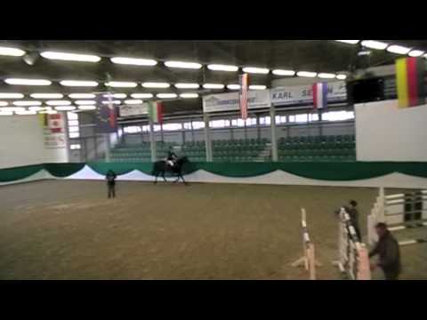 Feuerwasser, Hengstvorstellung in Zweibrücken 2014