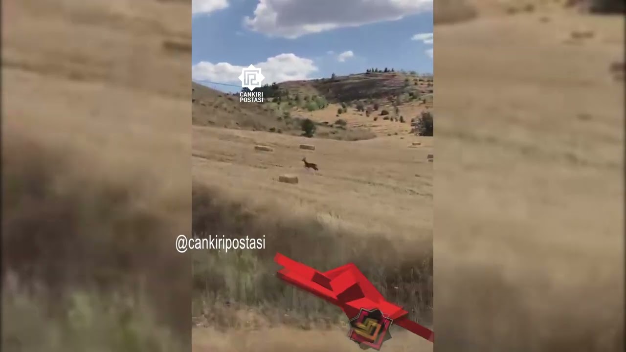 Çankırı’da karaca tarlada oynarken görüntülendi