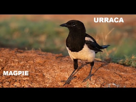 URRACA | MAGPIE | Pica pica 4K
