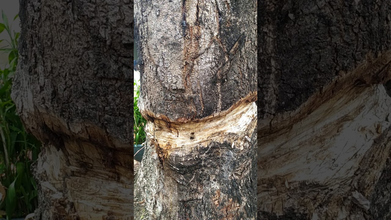 Cómo secar un árbol de mango