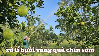 Secrets to Dealing with Early Ripening Grapefruit, Cinnamon, Green Skin and Fruit Flies