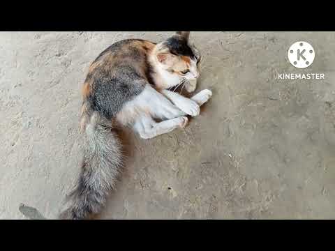 tini bolongo Muya phaimani mada man Kha Maya//Hemali tiprajuk#vlog