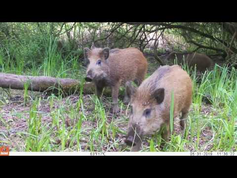 Wildcamerabeelden Dijleland (Vlaams-Brabant) - mei & juni 2019