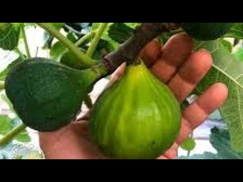 Ovo uradite tokom ljetnih vrućina za obilan rod smokava