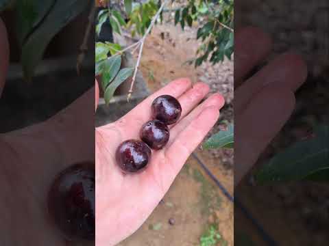 JABUTICABA COROADA DO RIO DOCE.