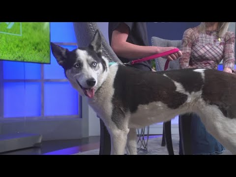 Zoe is an 8-year-old husky looking for her forever home - YouTube