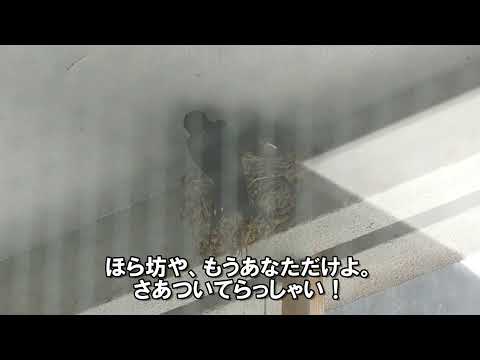 教育学科 八雲立つ風土記の丘蔵出し映像総ざらえ！2021最後の巣立ち