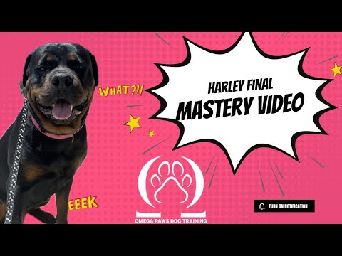 Omega Paws Dog Training video.