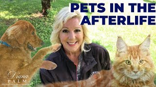 COMMUNICATING WITH PETS AFTER DEATH | PET MEDIUM OFFERS ADVICE