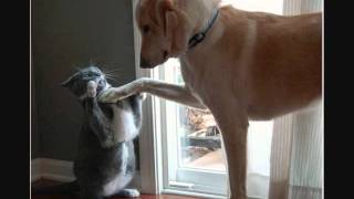 What's New Pussy Cat