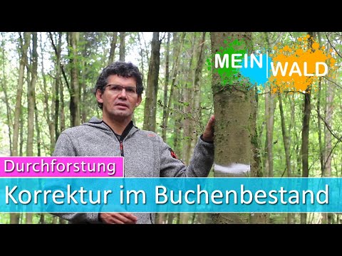 Korrektur im Buchenbestand - Durchforstung #5