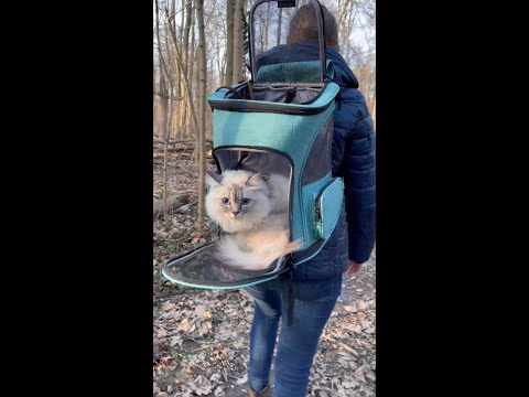Cat Backpack Review | How to choose a backpack suitable for cats