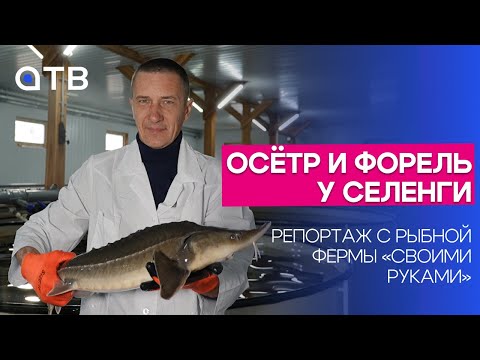 Осётр и форель у Селенги. Репортаж с рыбной фермы «своими руками»