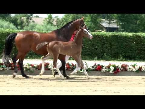 33 Cooper Hengst v. Capistrano - Ciacomo