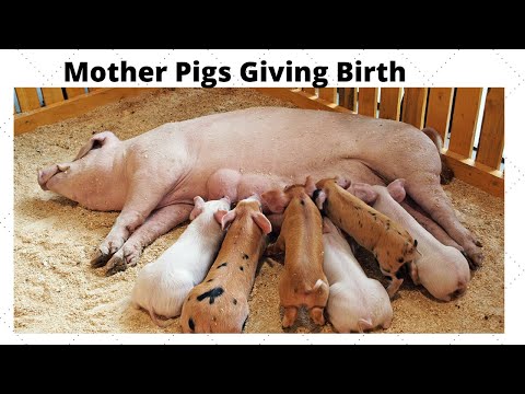 Awesome Mother Pigs & Their Piglets - A MUST SEE (pig delivery)