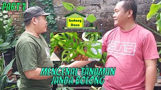 Download lagu PART 1 | VIRALLL!!! TANAMAN JANDA BOLONG YANG EKSOTIS mp3