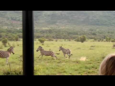 Zebras playing, Wildebeest grazing and a Warthog