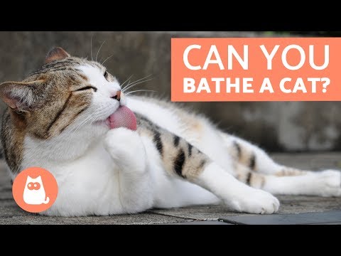 Can I Bathe My Cat After Vaccination? - Cats and Kittens Vaccine