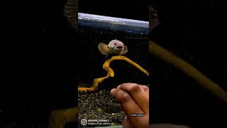 Download lagu Channa auranti mangap-mangap #channaauranti #goldencobra ##channaaurantimaculata mp3