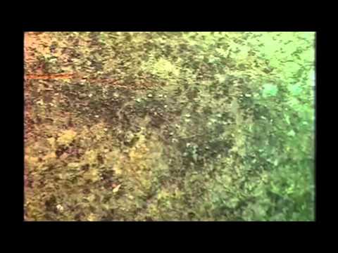 Ansambel Oglarji - Čipkarica