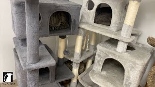 The Ultimate Cat Tree Guide: Where to Buy, Setup Tips & More
