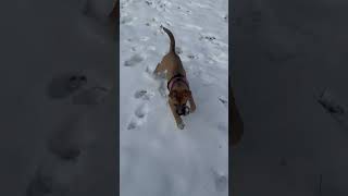 Video preview image #1 Boxer-German Shepherd Dog Mix Puppy For Sale in North Olmsted, OH, USA