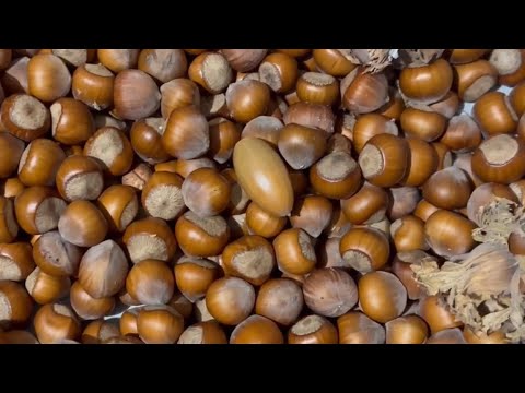 фото саженцы  фундука  разные сорта 0