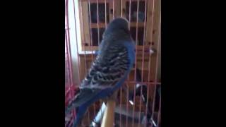 Budgie falling