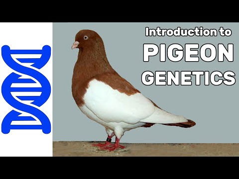 , title : 'Introduction to Pigeon Genetics'