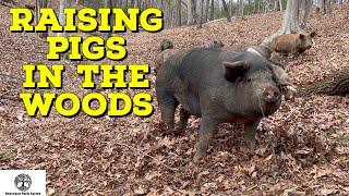 Forest Raised Pigs - Pig Fencing
