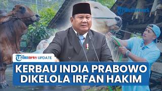 Prabowo hingga Seskab Letkol Teddy Percayakan Hewan Kurban untuk Dikelola di Tempat Irfan Hakim