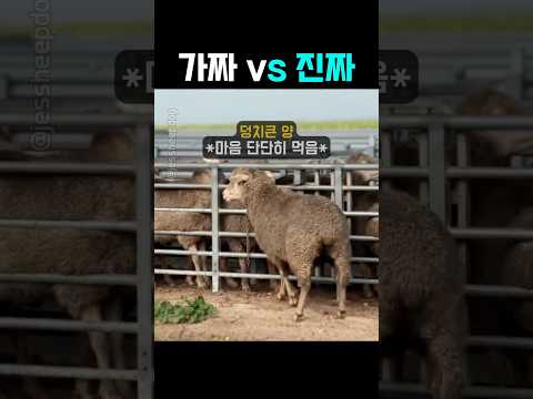 덩치만 큰 가짜 패기가 진짜 패기한테 절대 안 되는 이유ㄷㄷ