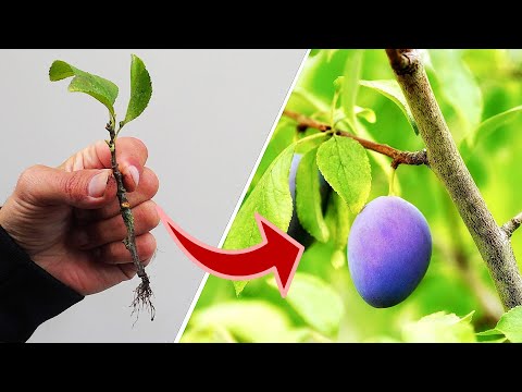 Wie du einen Pflaumenbaum einfach durch Stecklinge vermehren kannst!